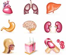 Various Internal Organs